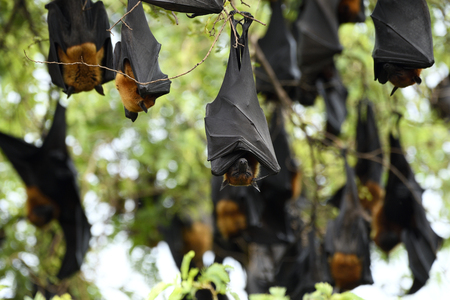 Sleeping Fruit bats or Hanging flying fox in day time with closed eyes while resting on tree bush, scary mammalの写真素材