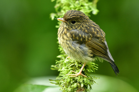 Baby of Snowy-browed Flycatcher (ficedula hyperythra) new borne brown feather color bird perching on mossy branch over fine green background, exotic natureの写真素材