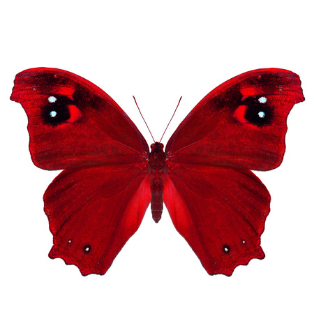Fascinated red butterfly, Common Evening Brown upper wing part in fancey color profile isolated on white backgroundの写真素材