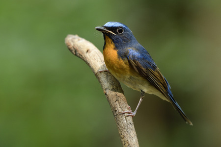 Chinese blue flycatcher (Cyornis glaucicomans) beautiful blue bird with vivid orange feathers on its chest to chin perching on wooden stick over fine green background, exotic animalの写真素材