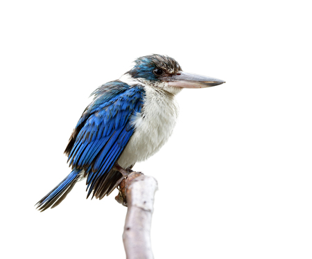 Funny wet puffy blue and white with large beak bird perching on wooden branch  on ranny day isolated on white background, Collared kingfisher (Todiramphus chloris)の写真素材