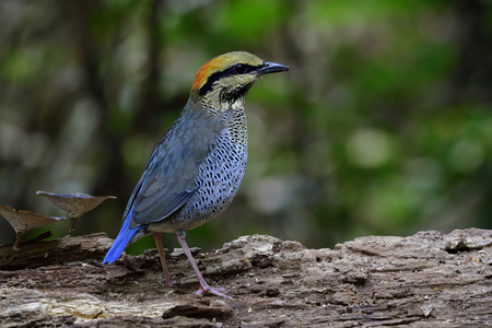 Beautiful wild bird standing on old log in front of green bloom mushrooms, female of Blue Pitta (Hydrornis cyaneus) in exotic stanceの写真素材