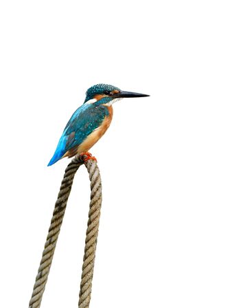 Common kingfisher (Alcedo atthis) perching on boat floating rope isolated on white background, exotic animalの写真素材