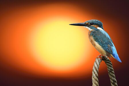 Common kingfisher (Alcedo atthis) perching on rope knot over bright red sun in blur background, fascinated nature momentの写真素材