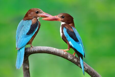both male and female of White-throated Kingfishers, beautiful blue wings red beaks and brown head together perching on same branch, lovely pair birdsの写真素材