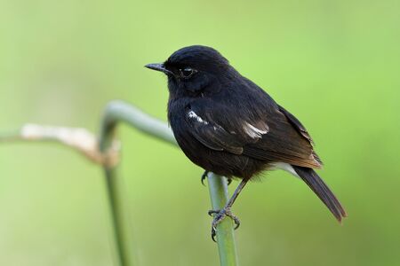 Calm chubby black bird sitting on bamboo stick over soft light in rice field on blur green background, Pied bushchat (Saxicola caprata)の写真素材