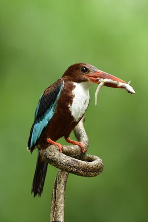 Parent of White-throated kingfisher picking small dead lizard for it chick during feeding day in Karn Chanaburi, Thailandの写真素材