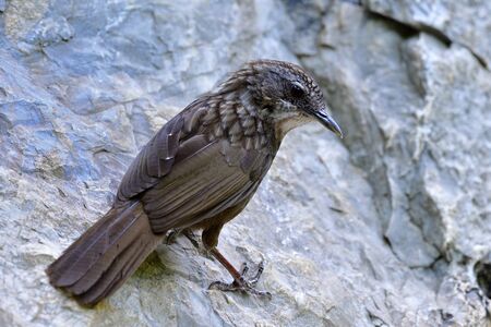 Greyish Limestone-babbler (Turdinus crispifrons) fascinated dark brown camouflage bird climbing on limestone rock  at its habitation home mountain only found in U-thai Thani, Thailandの写真素材