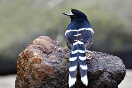 White-crowned Forktail (Enicurus leschenaulti) beautiful black and white bird with fine long tail...
