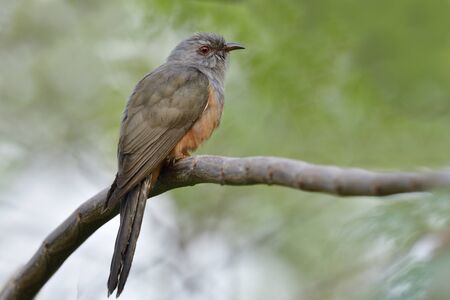 plaintive cuckoo (Cacomantis merulinus) male feathers has grey head and wings with brown belly stay on wooden branch in open land during winter season in Thailandの写真素材