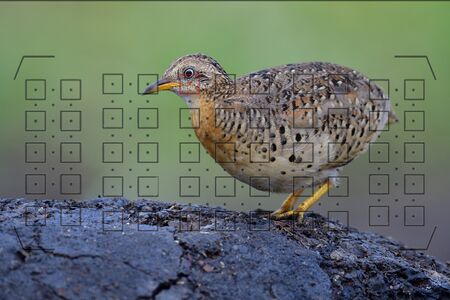 Bird in focus, wild animal photography through the camera viewfinder