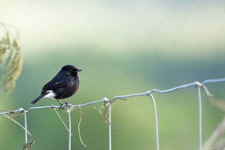 Lonely black bird sitting on wire fench over warm light in meadow field over far green background, Pied bushchat (Saxicola caprata)の写真素材