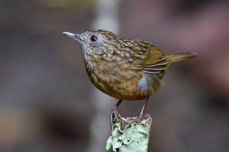 Beautiful camouflage brown bird perching on top of cut wooden stick in small stream, Streaked...