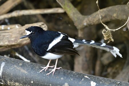 Enicurus leschenaulti (White-crowned Forktail) beautiful black and white bird with great stripe tail calmly perching on water pipe in gardenの写真素材