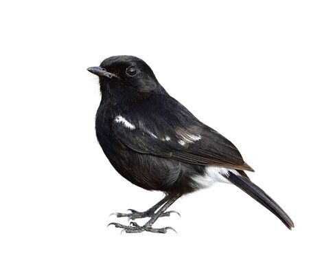 Dark Black bird with white marking on its rump and outer wings detail from head wing tail to feet isolated on white background, Male of Pied bushchat (Saxicola caprata)の写真素材
