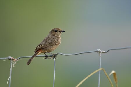 Female of Pied bushchat (Saxicola caprata) sexy brown stripe bird perching on metal wiere fence over...