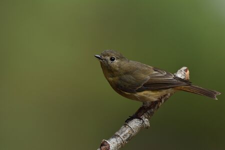 Fascinated brown bird perching on wooden twig over fine blur green background in nature, Female...