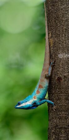 Beautiful long tail clawling lizard heading downward from tree, Blue-crested or Indo-Chinese Forest Lizard (Calotes mystaceus)の写真素材