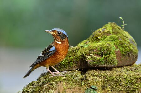 A white-throated rockthrush on a nice mossy rockの写真素材