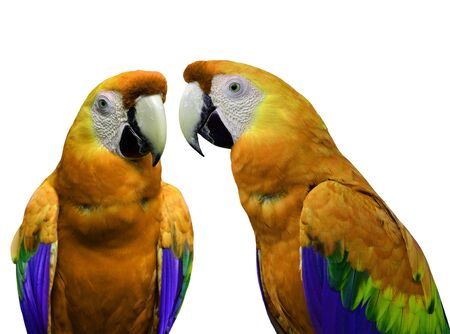 Orange macaw parrot birds