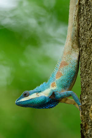Blue-crested lizard, Indo-Chinese bloodsucker or forest lizard,crawling down from tree with proudly stancesの写真素材