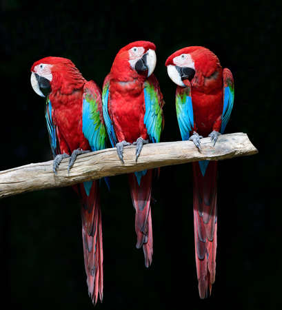 Family of green-winged macaw perching together on timber expose to sunlight over black background,...