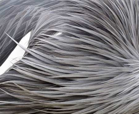 beautiful grey stripe of bird feathers in very beautiful livery and texture, exotic backgroundの写真素材