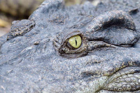 Scary look of crocodile eye among camouflage thick skin, sharp wild animal eyes