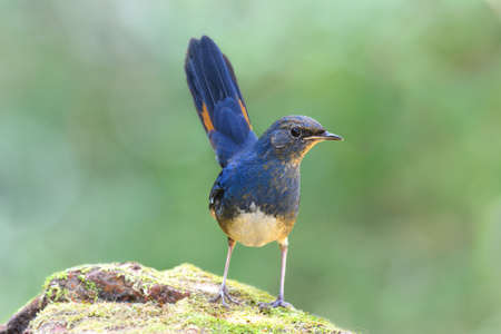white-bellied redstart (Luscinia phaenicuroides) fascinated blue bird with tail wagging showing it yellow marking on feathersの写真素材