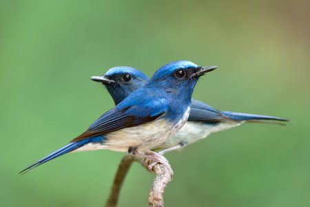 Two blue birds fighting to perch on a thin branch, hainan blue flycatcherの写真素材