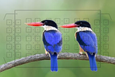 Beautiful blue birds with red beaks when looking through the camera view finder with grid mapの写真素材