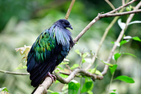 Nicobar pigeon or dove (Caloenas nicobarica) peacefully perching on tree branch in its habitatの写真素材