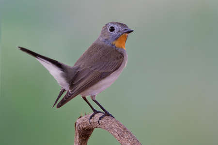 Male Red-throated or Taiga flycatcher (Ficedula albicilla) beautiful brown bird with bright orange feathers on its neckの写真素材