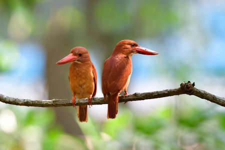 Pair of Ruddy Kingfisher (Halcyon coromanda) beautiul brown to red birds resindential in Thailand mangrove forest together perching on branch during breeding seasonの写真素材