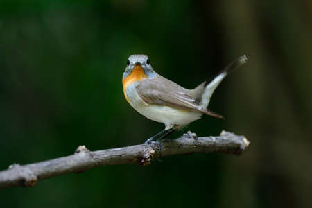 Pretty brown bird with ornage feathers on its chin to breast wagging tail while perching on branch...
