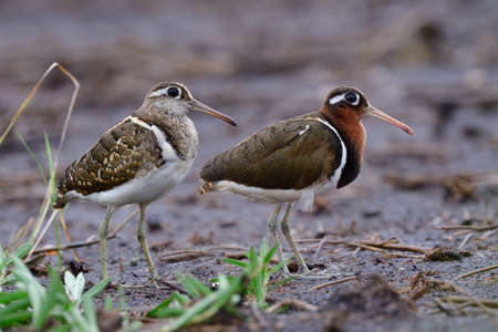 Pair of camouflage bird standing still on wet dirt after heavy rain in darkness, greater painted-snipe (Rostratula benghalensis)の写真素材
