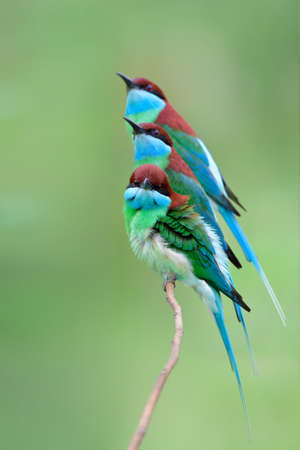 family of Blue-throated bee-eater birds (merops viridis) gethering perching on thin branch expose...