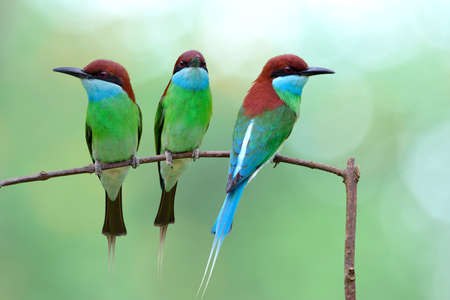 flock of beautiful green with red head birds perching on little stick together with warm environment, blue-throated bee-eaterの写真素材