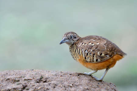male of Barred Buttonquail, lovely tailless camouflage brown bird perching on sand dumes with wonder faceの写真素材