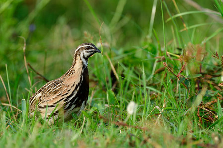 Rain or black-breasted quail (Coturnix coromandelica) in its living environment with habitat in open...