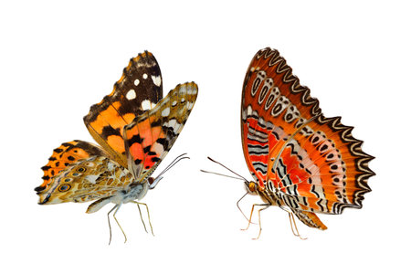 beautiful pair of butterflies isolated on white background, painted lady and red lacewing butterflyの写真素材