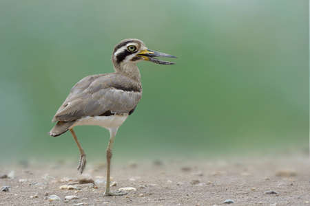 Walking in the cloud, Great thick-knee or stone curlew (Esacus recurvirostris) camouflage brown with...