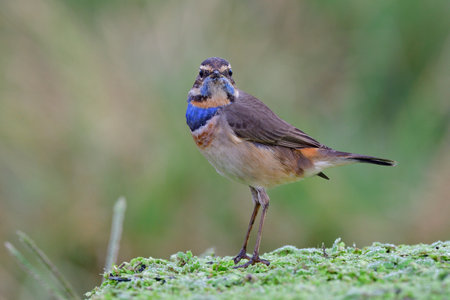 male of bluethroat, lovely bird with blue feathers on its chest straightly looking toward while...