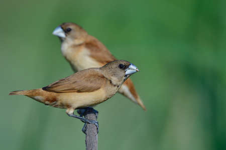 juvenile of chestnut munia, charming brown birds are playing around its teritery after fled from the nestの写真素材