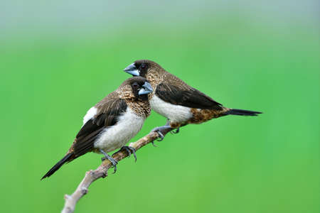 couple of white-rumped munia perching together on tree branch expose over green plantation background, love birdsの写真素材