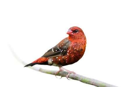 lovely red bird with scatter white spots on brown wings perching on wooden twig isolated on white...