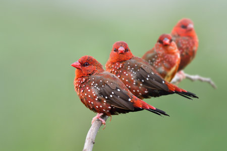 Flock of red avadavat or strawberry finch birds transparent into breeding plumage with vivid red feathers and perhcing together on branch over paddy fieldの写真素材