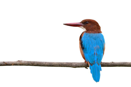 blue bird with brown head and red beaks peaceful perching on wooden branch isolated on white background, white-throated kingfisher (Halcyon smyrnensis)の写真素材