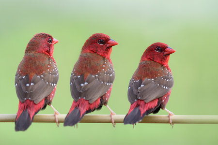 triple red brids with white spots and brown wings perching together on thin grass branch expose over bright green background, red avadavatの写真素材