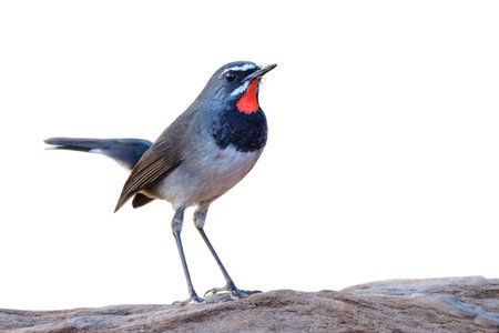 charming slim bird standing on vocano rock isolated on white background, male of chinese rubythroat (calliope tschebaiewi)の写真素材